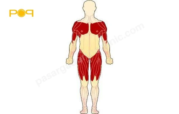دیستروفی عضلانی امری-دریفوس (EDMD)